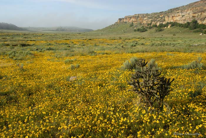 Threadleaf wildflowers carpet the grassland in Picture Canyon, located in the Carrizo Unit of the Comanche National Grassland...